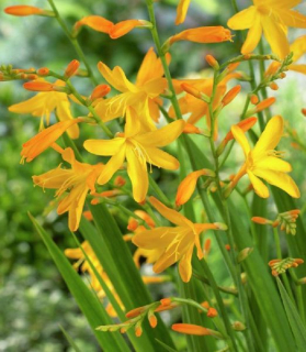 Crocosmia 'George Davison'